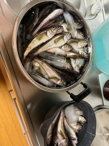 ハタハタの釣果