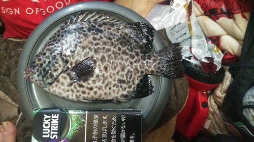 イシガキダイの釣果