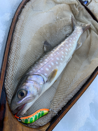 アメマスの釣果