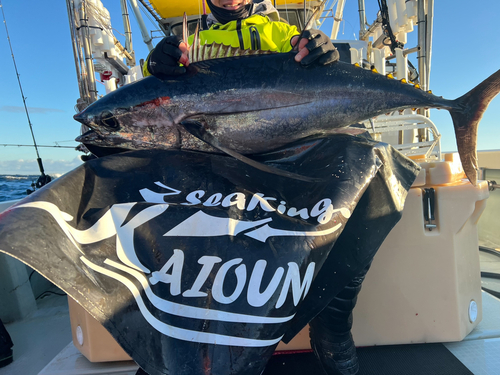 ビンチョウマグロの釣果