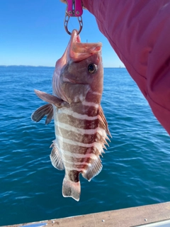 マハタの釣果