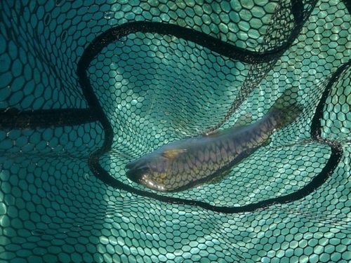 ニジマスの釣果