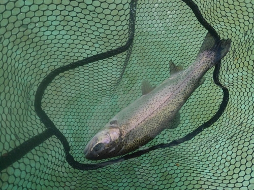 ニジマスの釣果