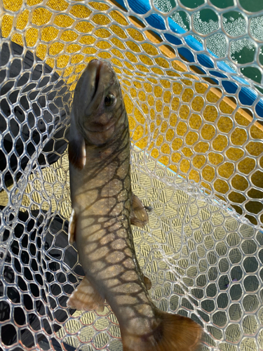 ブラウントラウトの釣果