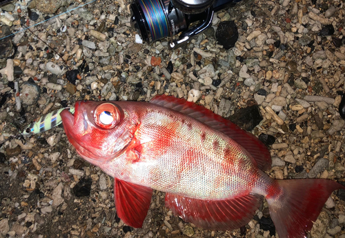 カスミアジの釣果