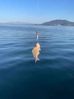 マダイの釣果