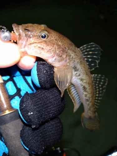 ハゼの釣果