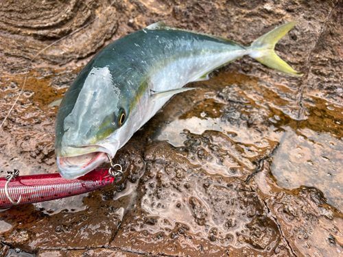 ヤズの釣果