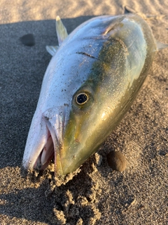 ワラサの釣果