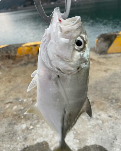 メッキの釣果