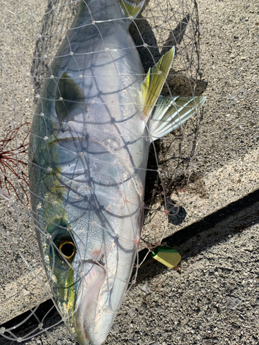 ハマチの釣果