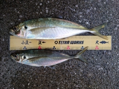 アジの釣果