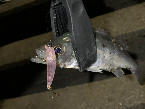 セイゴ（マルスズキ）の釣果