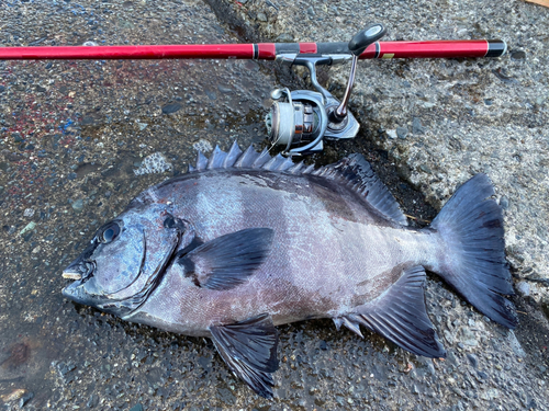 イシダイの釣果