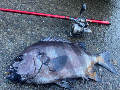 イシダイの釣果