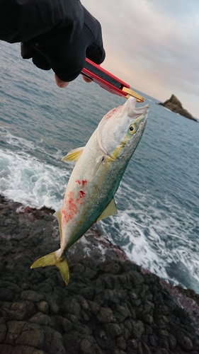 ヤズの釣果