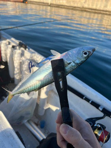 サバの釣果