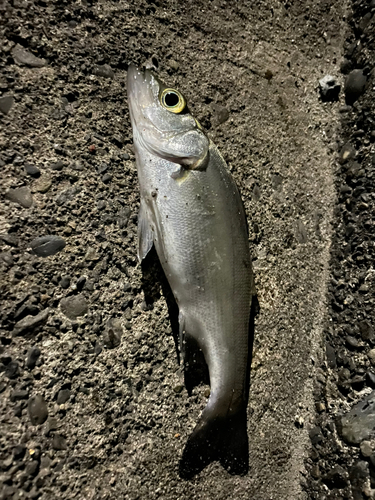 セイゴ（ヒラスズキ）の釣果