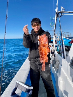 ウッカリカサゴの釣果