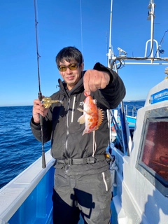 アヤメカサゴの釣果