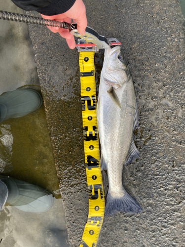 シーバスの釣果