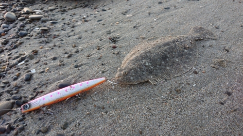 ソゲの釣果