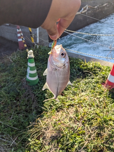 メッキの釣果