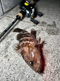 アコウの釣果