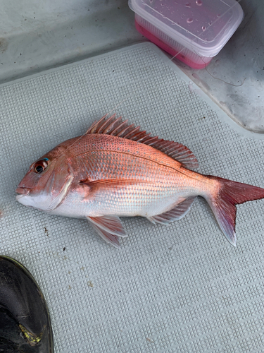 マダイの釣果