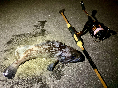 クロソイの釣果