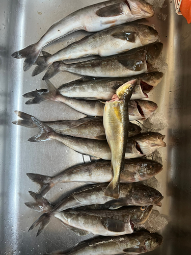 ホッケの釣果