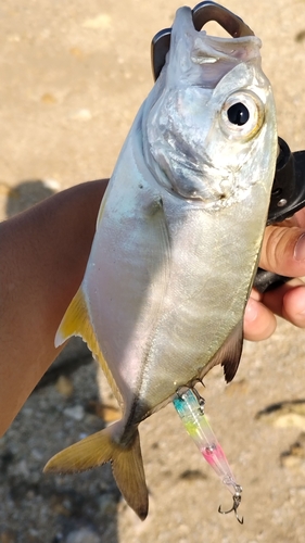 ギンガメアジの釣果