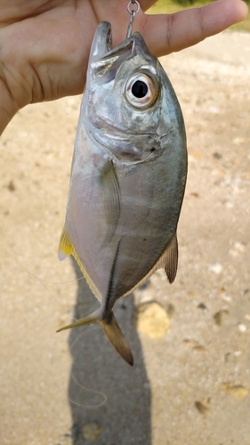 ギンガメアジの釣果