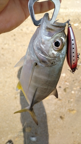 ギンガメアジの釣果