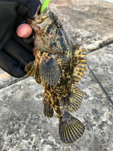 タケノコメバルの釣果