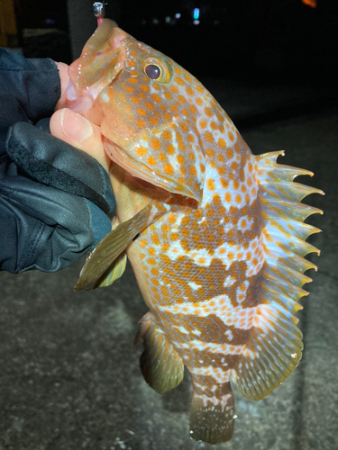 アコウの釣果