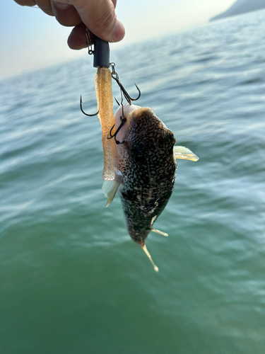 ショウサイフグの釣果