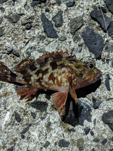 サバの釣果