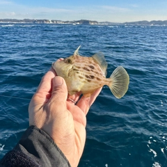 カワハギの釣果