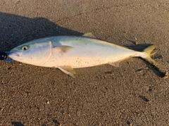 ワラサの釣果