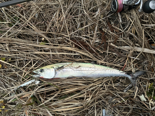 サゴシの釣果