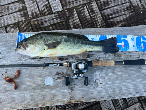 ブラックバスの釣果