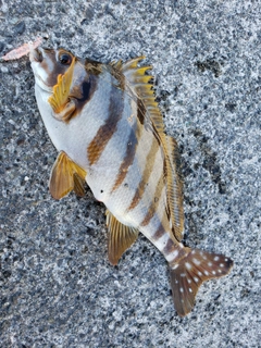 タカノハダイの釣果