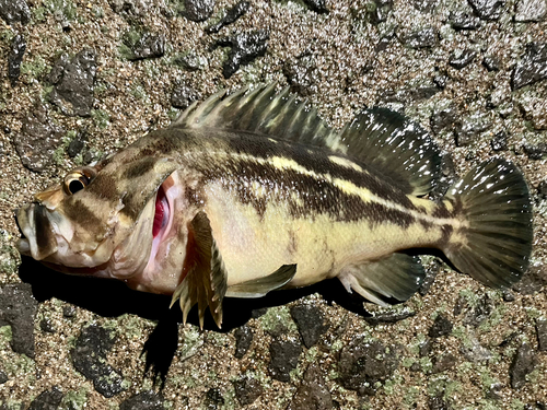 シマソイの釣果