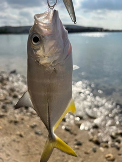 ガーラの釣果