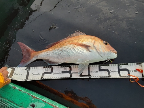 マダイの釣果