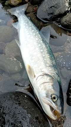 アメマスの釣果