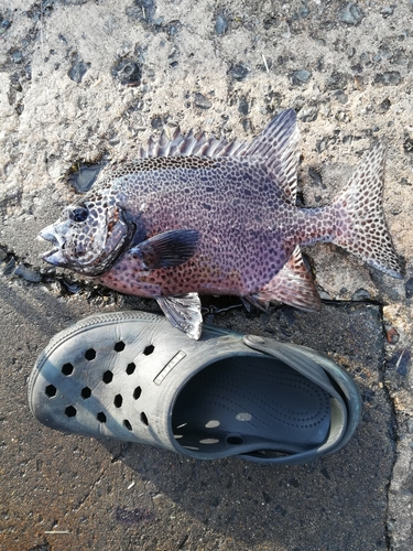 イシガキダイの釣果