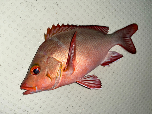 ヒメフエダイの釣果