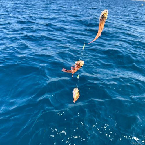 ネンブツダイの釣果